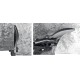 STAYER Hercules, 250 мм, правые ножницы по металлу, Professional (2321) STAYER Hercules, 250 мм, правые ножницы по металлу, Professional (2321)